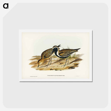 アートポストカード-Australian Golden Plover
 - ジョン グールド Postcard.