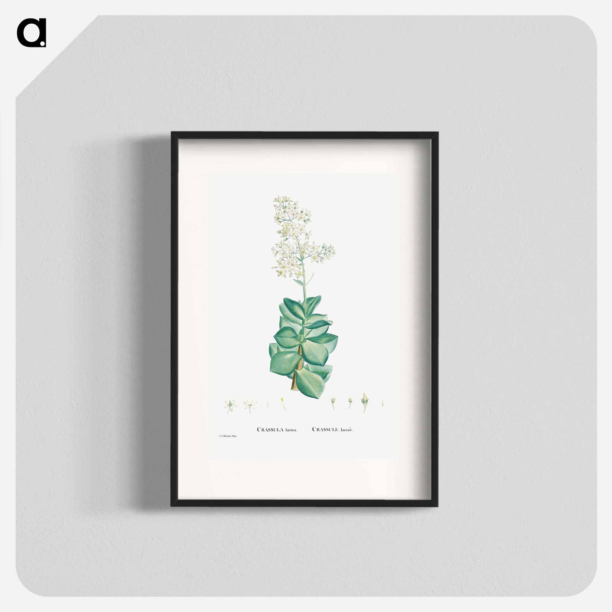 Crassula Lactea (Taylor's Parches) - Pierre Joseph Redouté Poster.