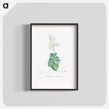 Crassula Lactea (Taylor's Parches) - Pierre Joseph Redouté Poster.