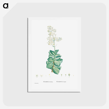アートポストカード-Crassula Lactea (Taylor's Parches) - ピエール ジョゼフ ルドゥーテ Postcard.