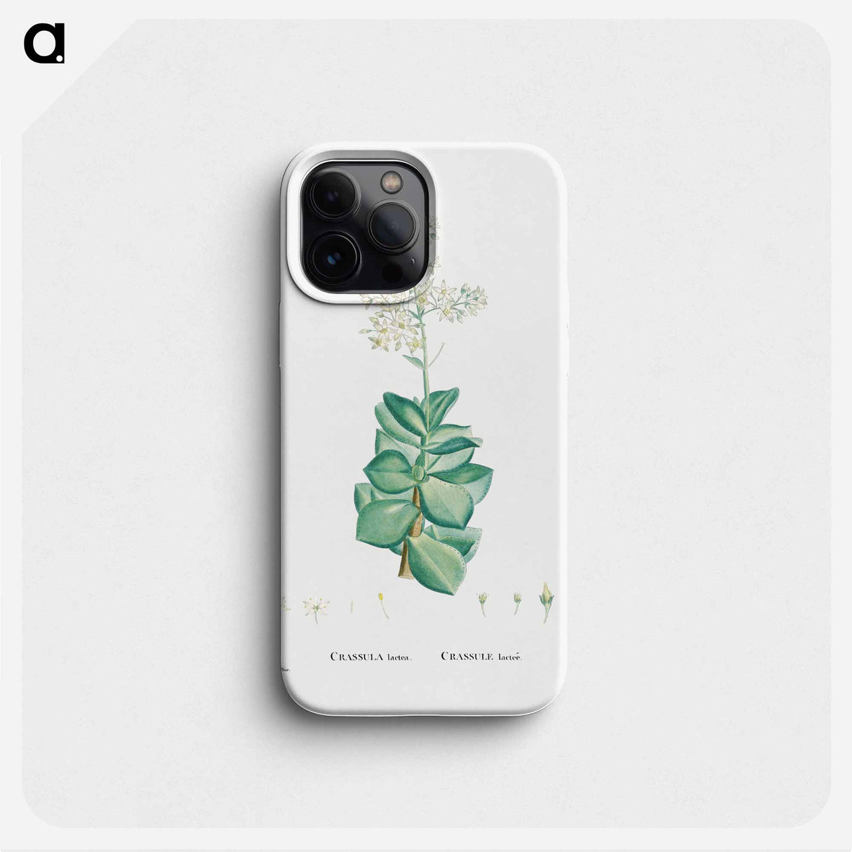 Crassula Lactea (Taylor's Parches) - Pierre Joseph Redouté Phone Case.