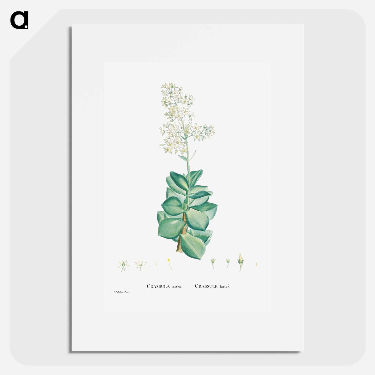 Crassula Lactea (Taylor's Parches) - ピエール ジョゼフ ルドゥーテ Poster.