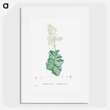 Crassula Lactea (Taylor's Parches) - ピエール ジョゼフ ルドゥーテ Poster.