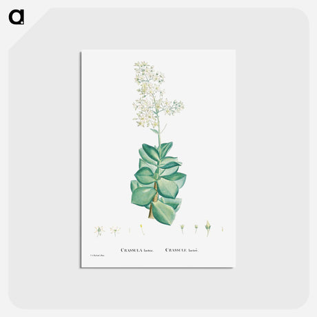 アートポストカード-Crassula Lactea (Taylor's Parches) - ピエール ジョゼフ ルドゥーテ Postcard.