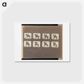 アートポストカード-Backing
 - エドワード マイブリッジ Postcard.