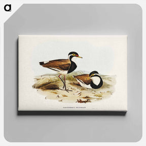 アートパネル-Black-breasted Pewit
 - ジョン グールド Canvas.