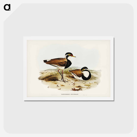 アートポストカード-Black-breasted Pewit
 - ジョン グールド Postcard.