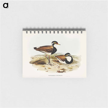 Black-breasted Pewit
 - ジョン グールド Memo.