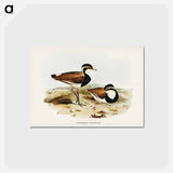 アートポストカード-Black-breasted Pewit
 - ジョン グールド Postcard.