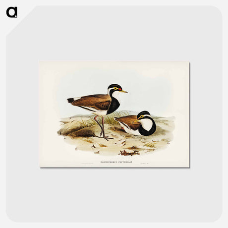 アートポストカード-Black-breasted Pewit
 - ジョン グールド Postcard.