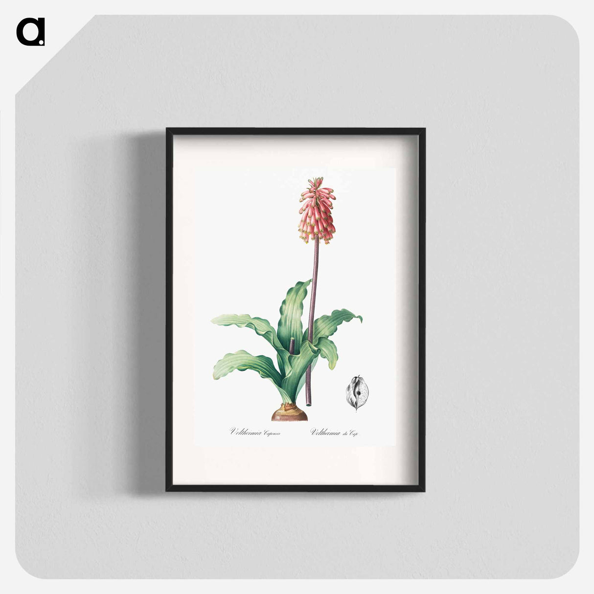 Veltheimia capensis - ピエール ジョゼフ ルドゥーテ Poster.