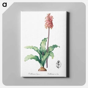 アートパネル-Veltheimia capensis - ピエール ジョゼフ ルドゥーテ Canvas.