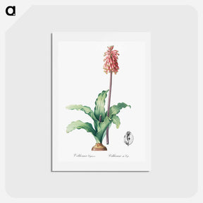 アートポストカード-Veltheimia capensis - ピエール ジョゼフ ルドゥーテ Postcard.