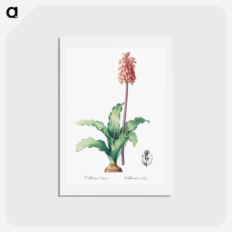 アートポストカード-Veltheimia capensis - ピエール ジョゼフ ルドゥーテ Postcard.