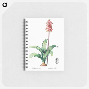 アートメモ帳-Veltheimia capensis - ピエール ジョゼフ ルドゥーテ Memo.