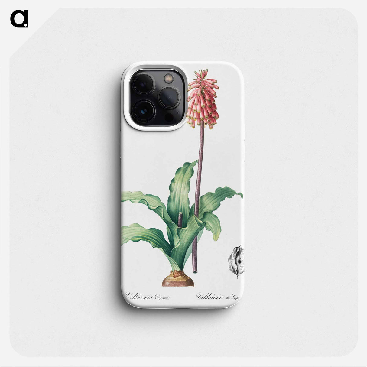 Veltheimia capensis - ピエール ジョゼフ ルドゥーテ Phone Case.