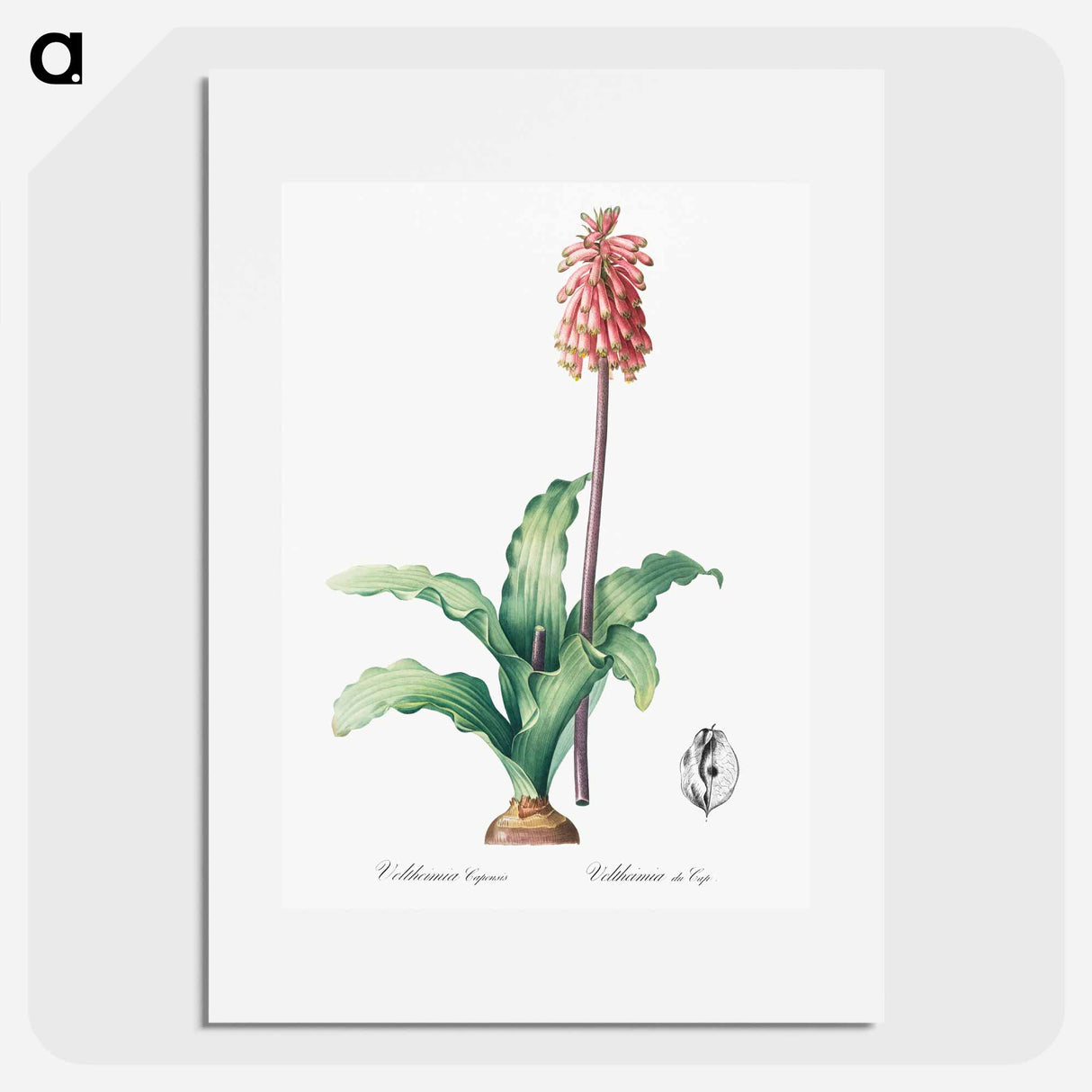 Veltheimia capensis - ピエール ジョゼフ ルドゥーテ Poster.