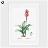 Veltheimia capensis - ピエール ジョゼフ ルドゥーテ Poster.