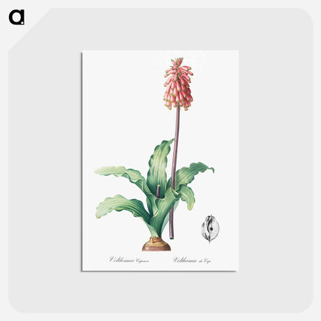 アートポストカード-Veltheimia capensis - ピエール ジョゼフ ルドゥーテ Postcard.
