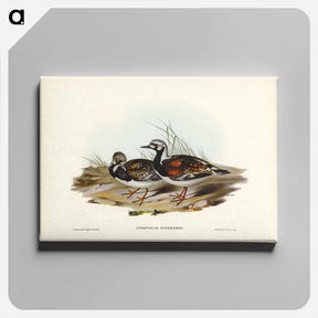アートパネル-Turnstone
 - ジョン グールド Canvas.