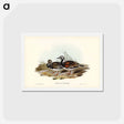 アートポストカード-Turnstone
 - ジョン グールド Postcard.