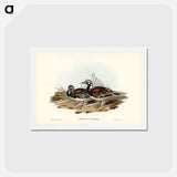 アートポストカード-Turnstone
 - ジョン グールド Postcard.