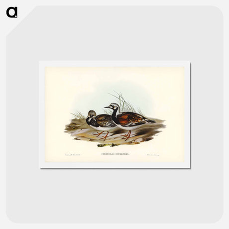 アートポストカード-Turnstone
 - ジョン グールド Postcard.