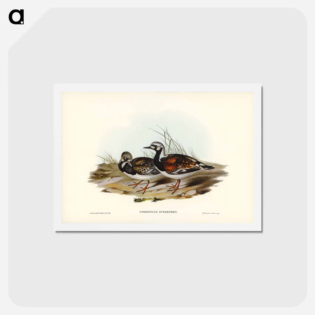 アートポストカード-Turnstone
 - ジョン グールド Postcard.