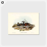 アートポストカード-Turnstone
 - ジョン グールド Postcard.