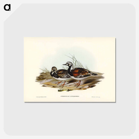 アートポストカード-Turnstone
 - ジョン グールド Postcard.