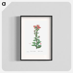 アートポスター-Sedum Telephium (Purple Emperor) - ピエール ジョゼフ ルドゥーテ Poster.