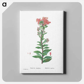 アートパネル-Sedum Telephium (Purple Emperor) - ピエール ジョゼフ ルドゥーテ Canvas.