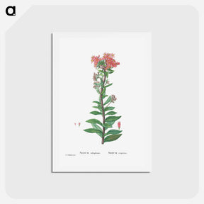 アートポストカード-Sedum Telephium (Purple Emperor) - ピエール ジョゼフ ルドゥーテ Postcard.