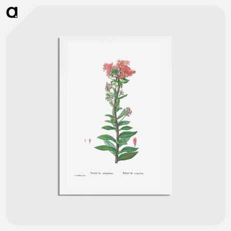 アートポストカード-Sedum Telephium (Purple Emperor) - ピエール ジョゼフ ルドゥーテ Postcard.