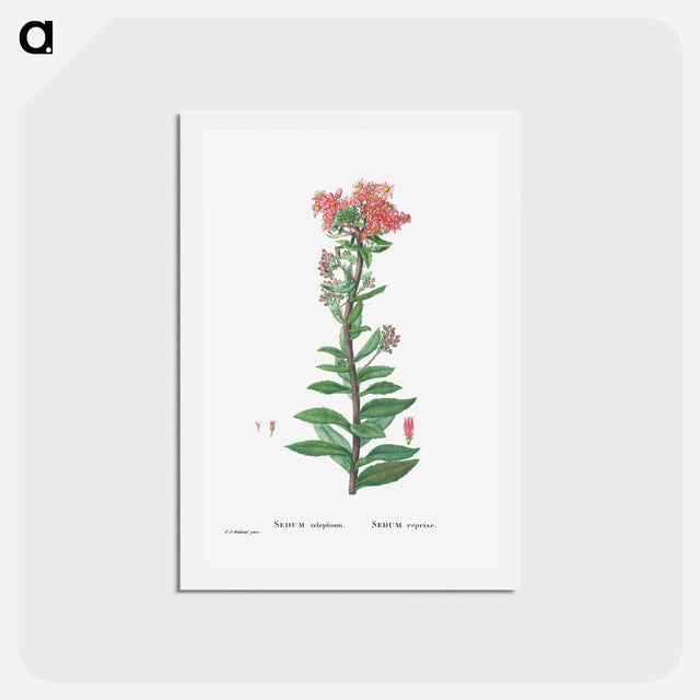 アートポストカード-Sedum Telephium (Purple Emperor) - ピエール ジョゼフ ルドゥーテ Postcard.