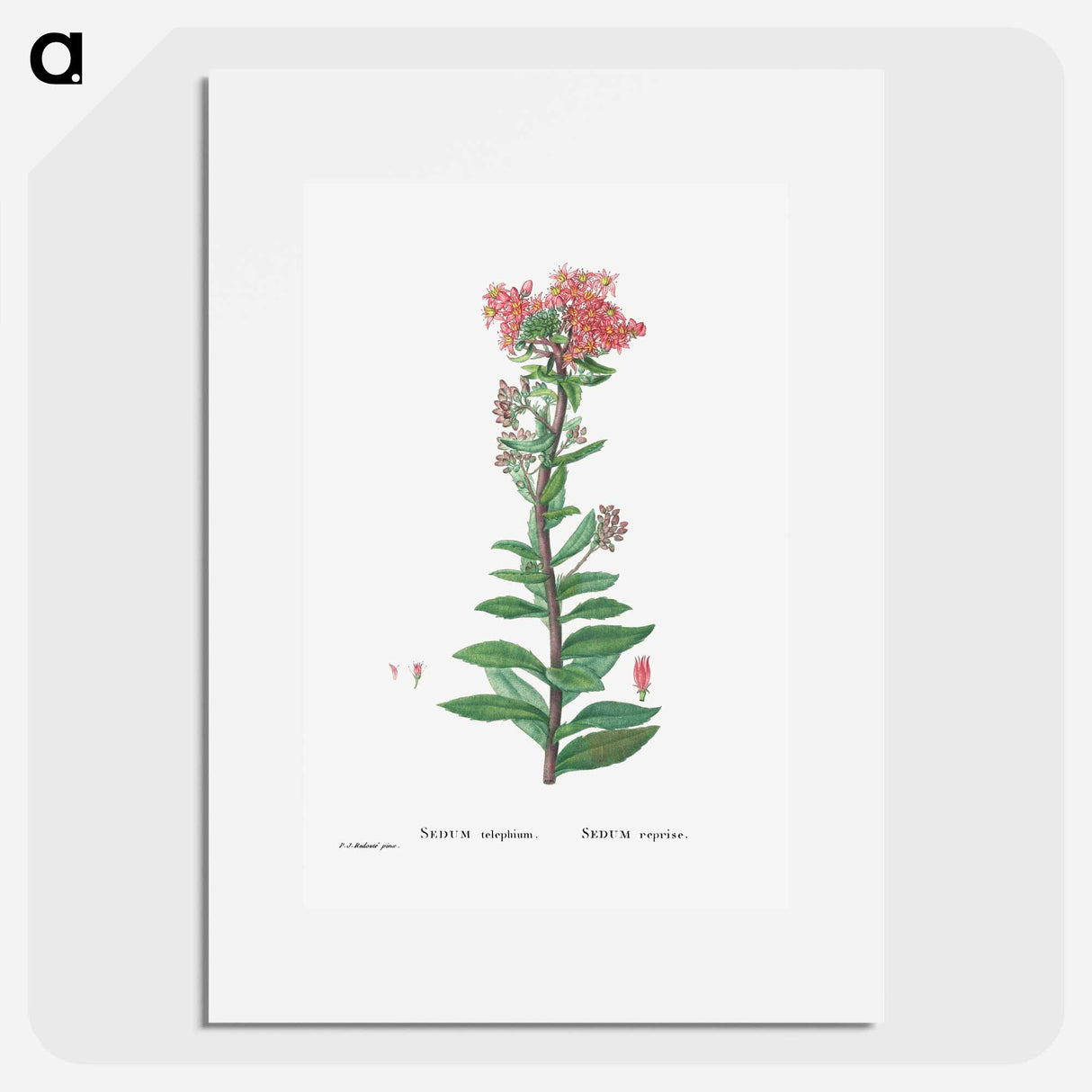 Sedum Telephium (Purple Emperor) - Pierre Joseph Redouté Poster.