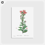 アートポストカード-Sedum Telephium (Purple Emperor) - ピエール ジョゼフ ルドゥーテ Postcard.