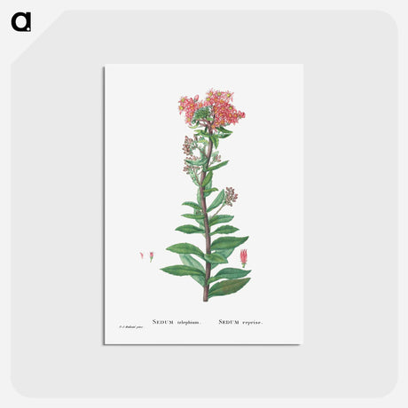 アートポストカード-Sedum Telephium (Purple Emperor) - ピエール ジョゼフ ルドゥーテ Postcard.
