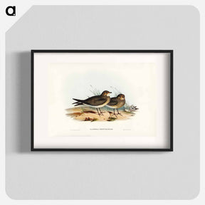 アートポスター-Oriental Pratincole
 - ジョン グールド Poster.