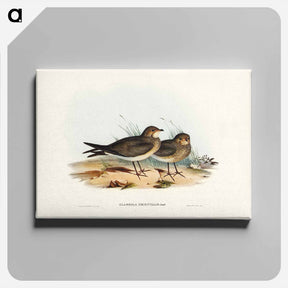 アートパネル-Oriental Pratincole
 - ジョン グールド Canvas.