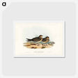 アートポストカード-Oriental Pratincole
 - ジョン グールド Postcard.
