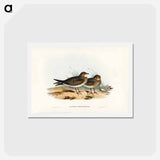 アートポストカード-Oriental Pratincole
 - ジョン グールド Postcard.