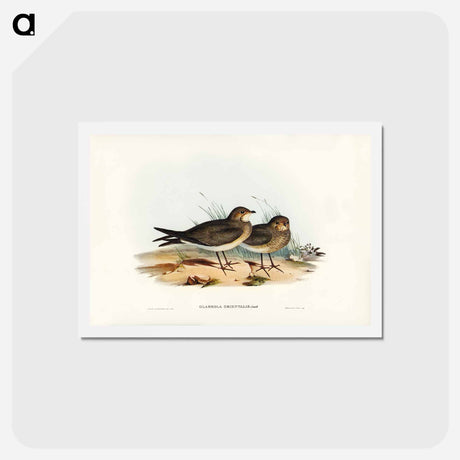 アートポストカード-Oriental Pratincole
 - ジョン グールド Postcard.