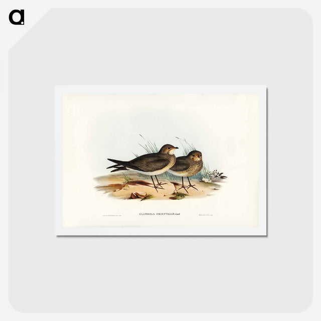 アートポストカード-Oriental Pratincole
 - ジョン グールド Postcard.