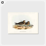 アートポストカード-Oriental Pratincole
 - ジョン グールド Postcard.