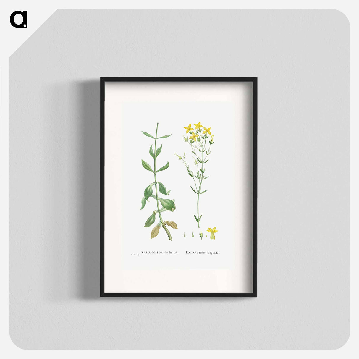 Kalanchoe Spathulata (Never Die) - Pierre Joseph Redouté Poster.