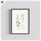 Kalanchoe Spathulata (Never Die) - Pierre Joseph Redouté Poster.