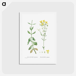 アートポストカード-Kalanchoe Spathulata (Never Die) - ピエール ジョゼフ ルドゥーテ Postcard.