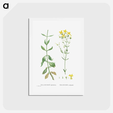 アートポストカード-Kalanchoe Spathulata (Never Die) - ピエール ジョゼフ ルドゥーテ Postcard.