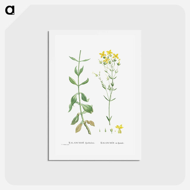 アートポストカード-Kalanchoe Spathulata (Never Die) - ピエール ジョゼフ ルドゥーテ Postcard.